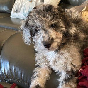 Meet your Posher, Sheila